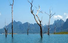 Article Image for Environmental Conservation Efforts Across Continents