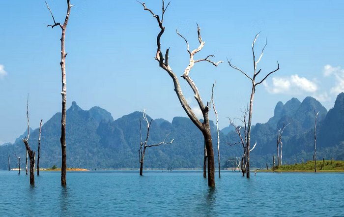 Article Image for Environmental Conservation Efforts Across Continents