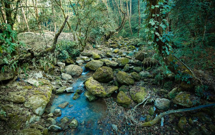 Article Image for Forest Bathing and Its Global Appeal