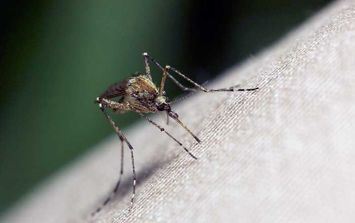 Global Efforts in Combating Malaria Vaccines and Hope