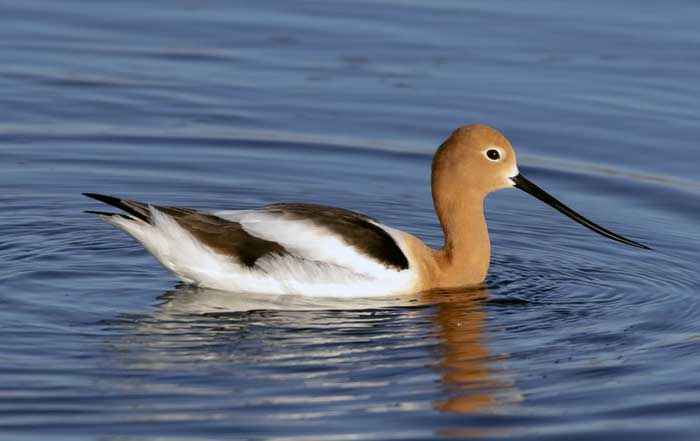 Global Wildlife Conservation Protecting Biodiversity in South America