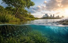 Article Image for How Coastal Wetlands Strengthen Climate Resilience