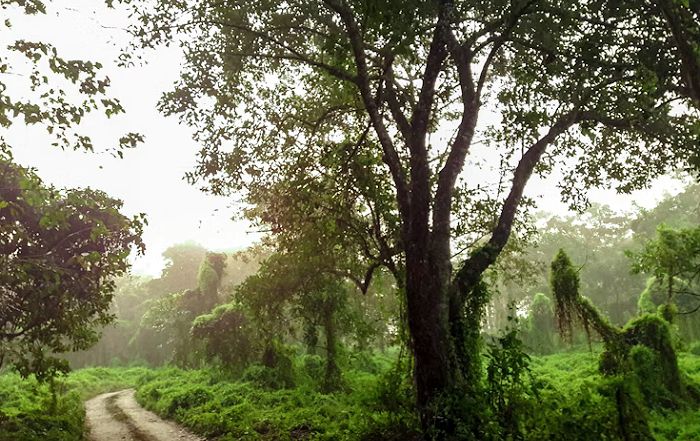 How Community Led Conservation Is Reviving Threatened Ecosystems