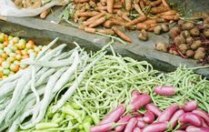 Article Image for Plant-Based Gastronomy Goes Global