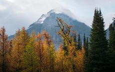 Article Image for Sustainable Forestry Practices in Sweden and Canada