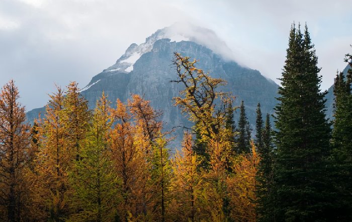 Article Image for Sustainable Forestry Practices in Sweden and Canada