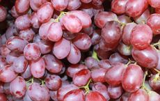Article Image for Sustainable Viticulture in France and California