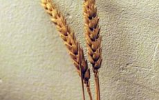 Article Image for The Ethics of Gene Editing in Agriculture