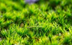 Article Image for The Future of Biodegradable Materials